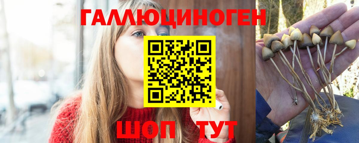 Чита  Псилоцибиновые грибы мицелий  Вход с VPN 